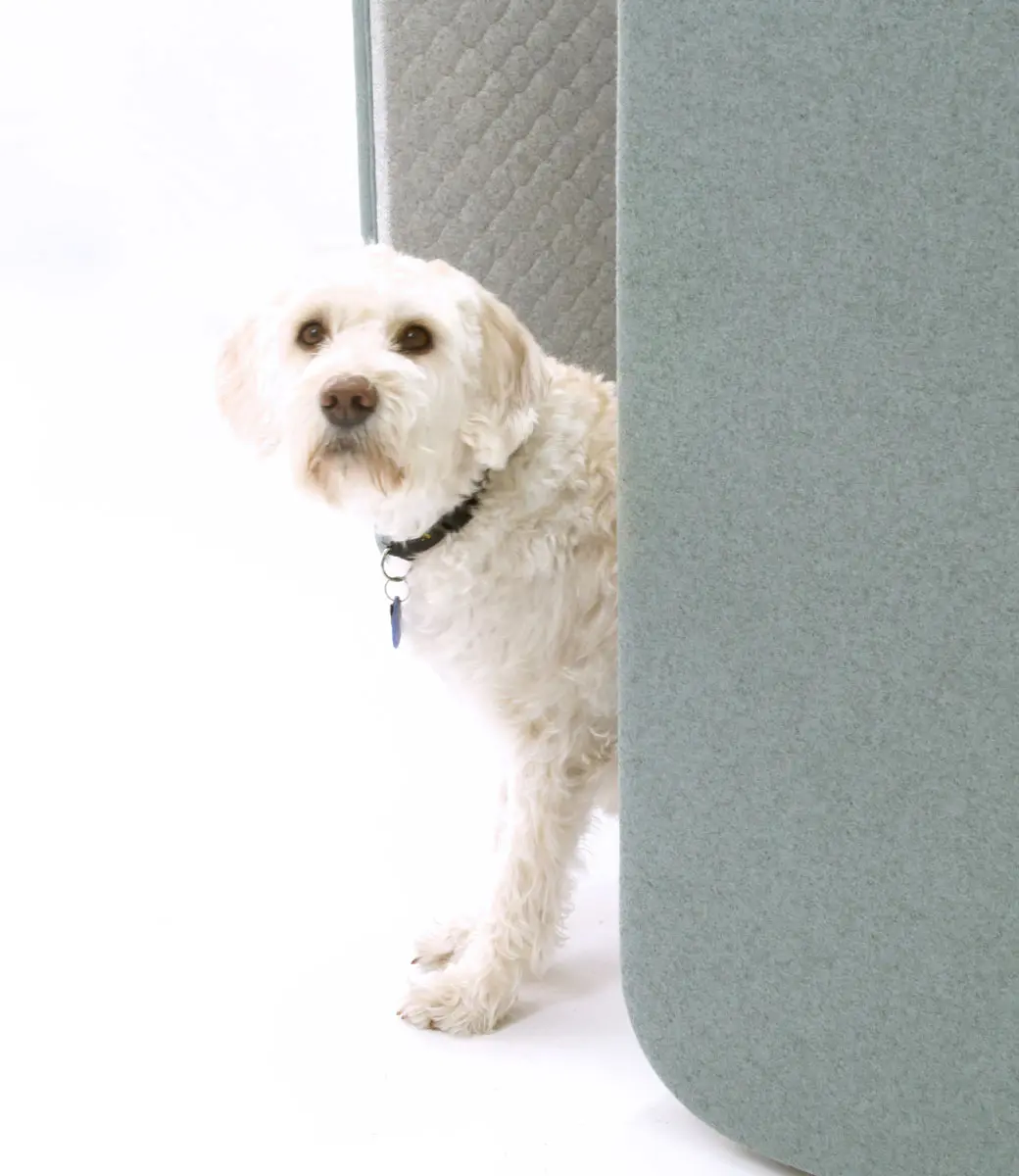 Focus Return Close up Pup