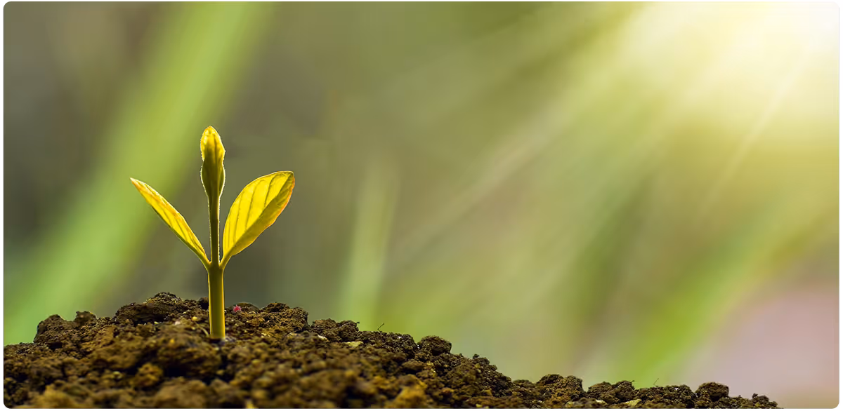 Sustainability Leaf Bfg